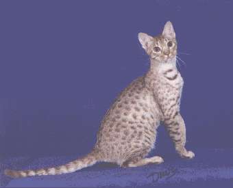 image of ocicat