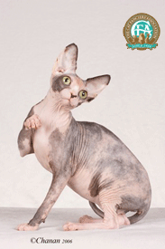 image of sphynx