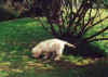 PIppin 9 wks2(2).jpg (55575 bytes)
