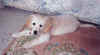 Pippin 10 wks2.jpg (53395 bytes)