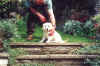 Pippin 9 wk2steps.jpg (84895 bytes)