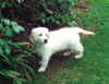 Pippin 9 wks2(1).jpg (90880 bytes)