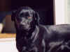 bram060501.jpg (26151 bytes)