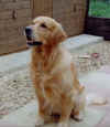 dex-sit.jpg (11848 bytes)