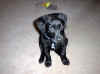 millie-toy.JPG (553627 bytes)