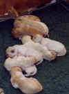 pups-2wks.jpg (17092 bytes)