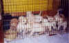 pups-5wks.jpg (25221 bytes)