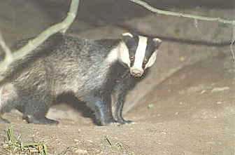 Don't piss this badger off or he'll murder you and all your family