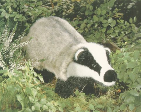 This stupid-looking badger was mocked fatally by his peers.