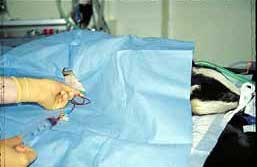 Badger tents are made up of hardened stoat skin, which can repel even the hardiest NHS instruments