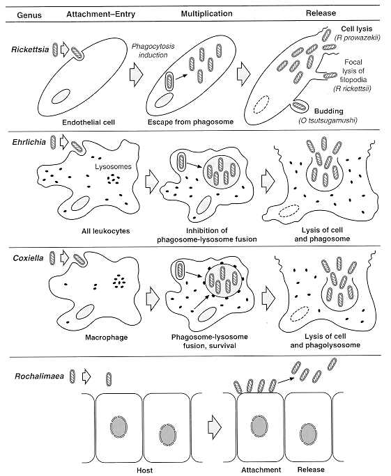 fig38_4.jpg (52689 bytes)