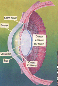 occhio.gif (47178 bytes)