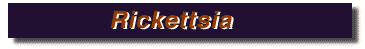 ricket.gif (1604 bytes)