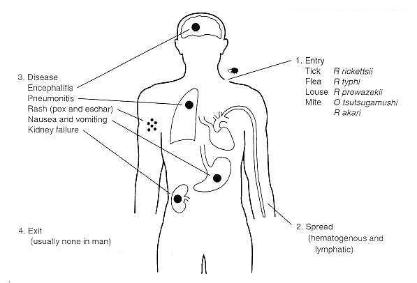 rickettsia3.jpg (20039 bytes)
