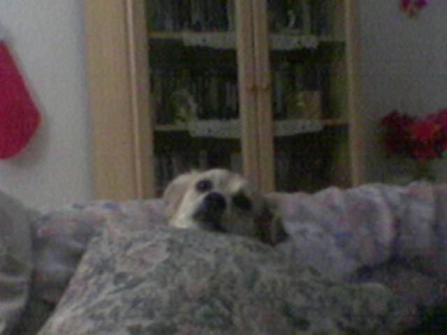 bud the dog