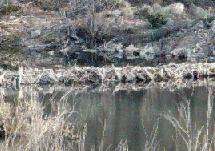 beaver5.gif (30870 bytes)