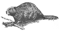 beaver7.gif (11906 bytes)