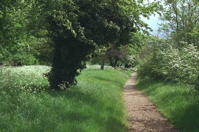 Path along the
Thames