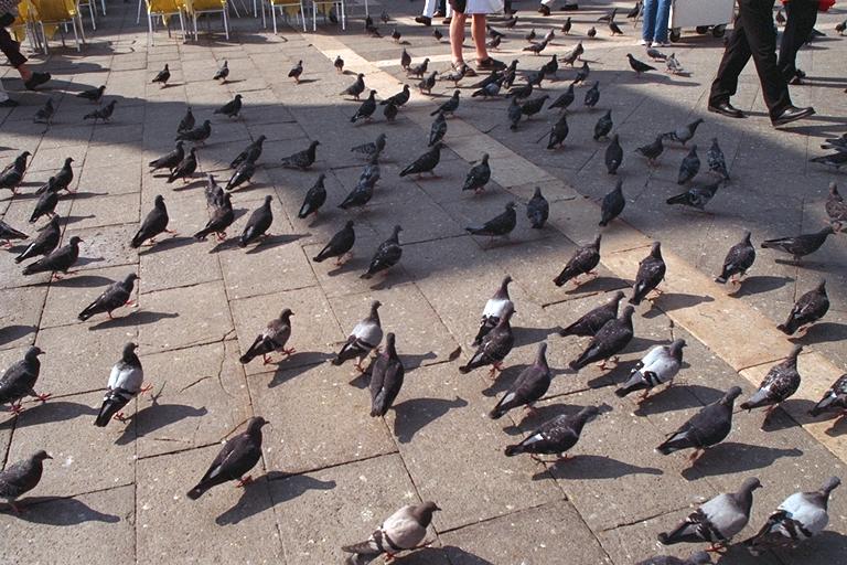 Magnetic Pigeons