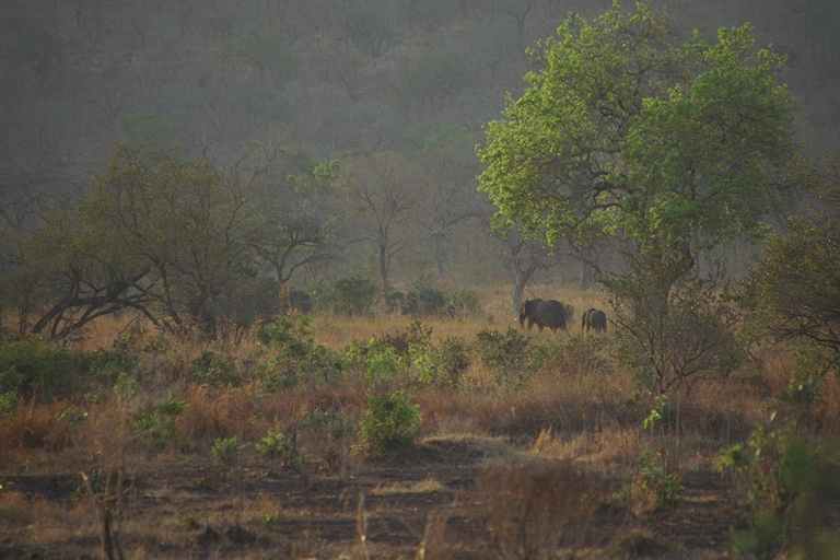 Tembo