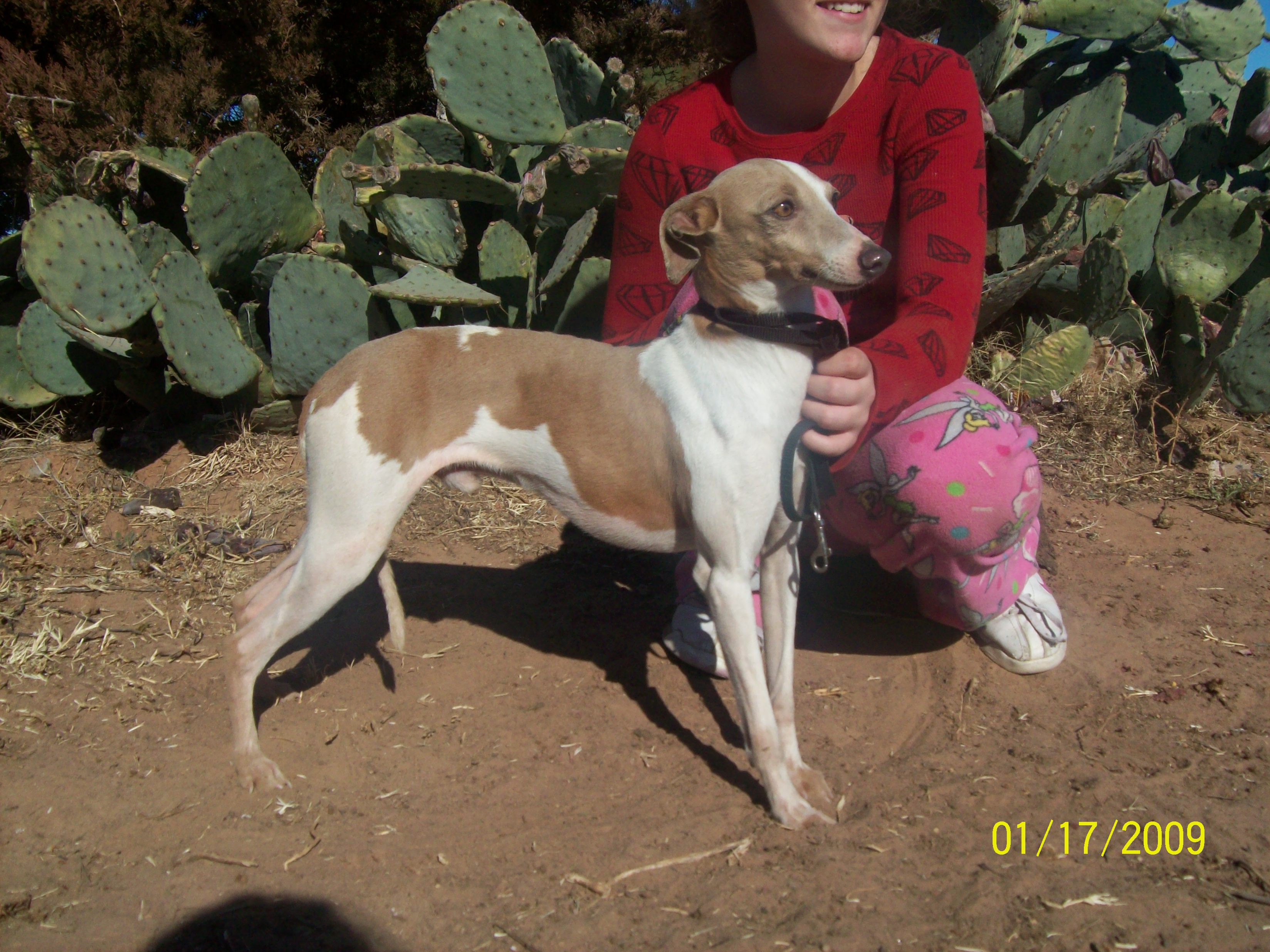 click to see sire's page