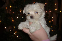dec 2006