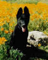 HazelleFlowers.jpg (33691 bytes)