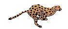 1ghepardo.gif