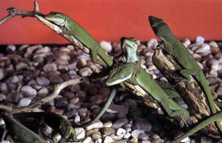 Green Anole