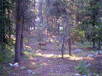 IMAGE016