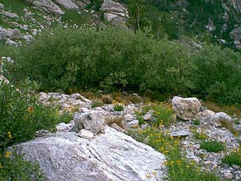 IMAGE051