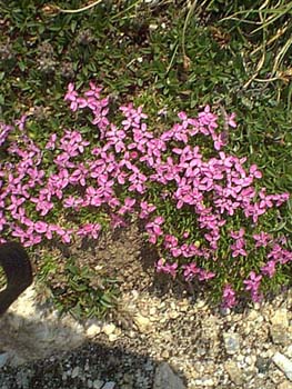 IMAGE074