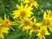 IMAGE049