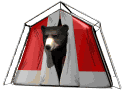 songbear.gif 