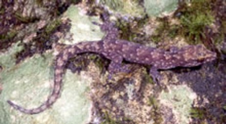 Bavayia ornata