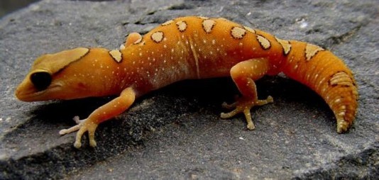 Diplodactylus galeatus