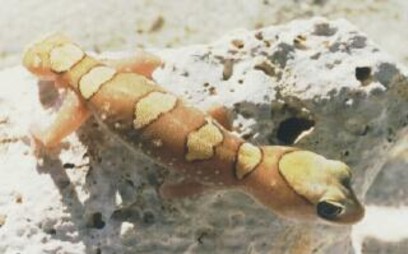 Diplodactylus galeatus