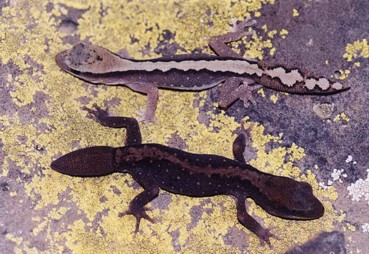 Diplodactylus vittatus