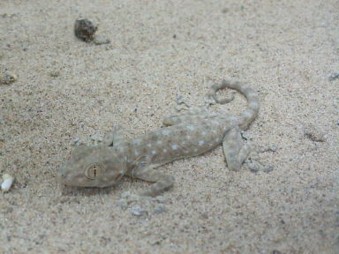 Ptyodactylus hasselquistii hasselquistii