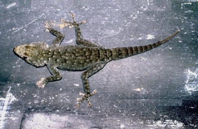 Rhoptropus bradfieldi bradfieldi