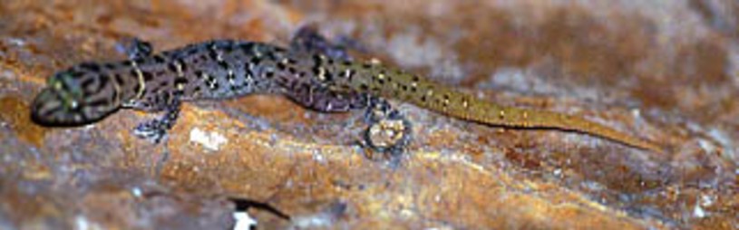 Sphaerodactylus sputator