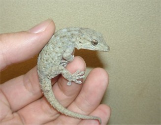 Tarentola delalandii