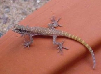 Tropiocolotes Tripolitanus