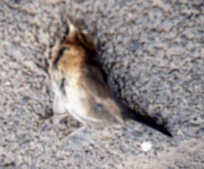 A bit blurry this picture isn't it, never mind, its a bird and it ain't going anywhere fast.