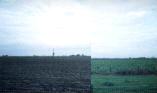 Moulton East/West Fen