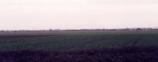 Pinchbeck Common