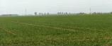 Wainfleet St Mary Fen