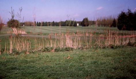 View over the greens
