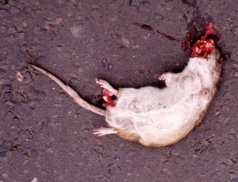 Dead rat at Bicker Bar