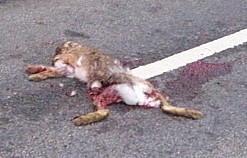 Rabbit